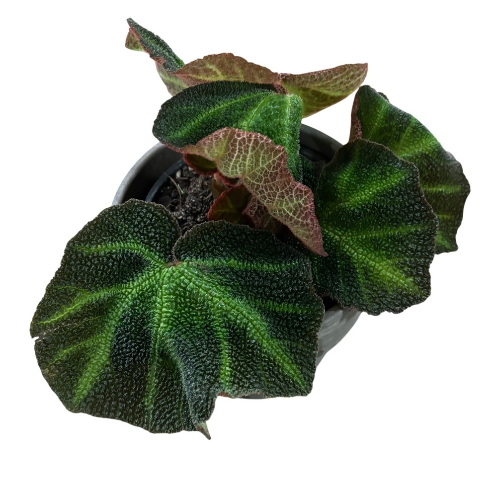 Begonia Soli-Mutata Live Houseplant Textured Dark Green Leaves Sun-Tan Begonia